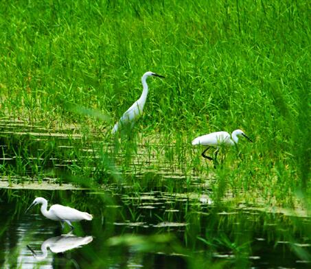 淄博艾李湖生态湿地项目开建 预计2019年对外开放