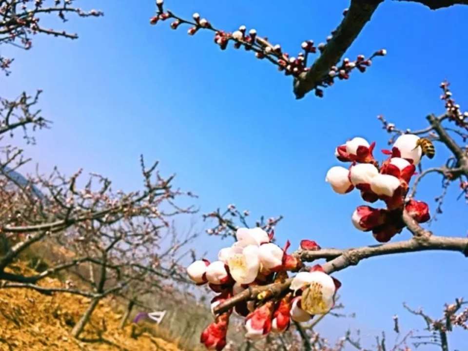 东阿镇全域旅游启动仪式暨第六届杏花于3月24日举行