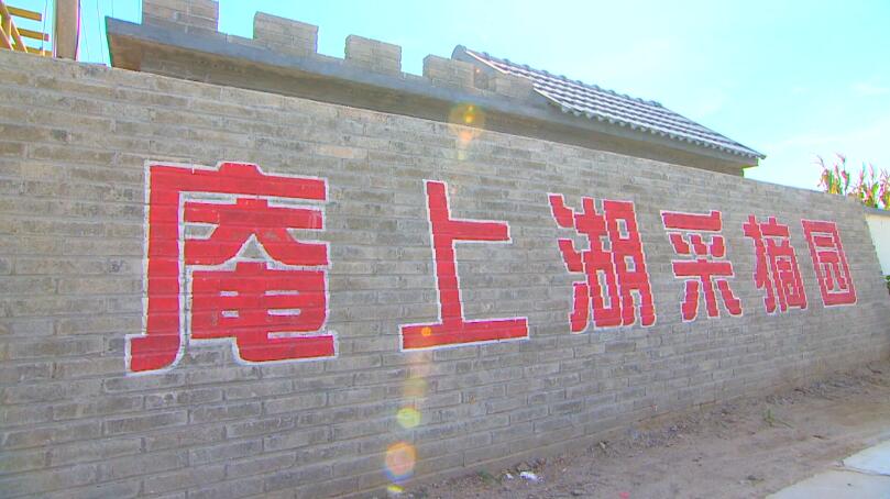 潍坊昌乐有个村产值3000万 韭菜卖到38元一斤 