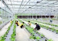 发动220家企业帮扶2500人 看看潍坊的农业脱贫攻坚“成绩单”