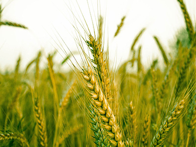 山东：小麦一类苗面积比上年减少 建议提墒保墒