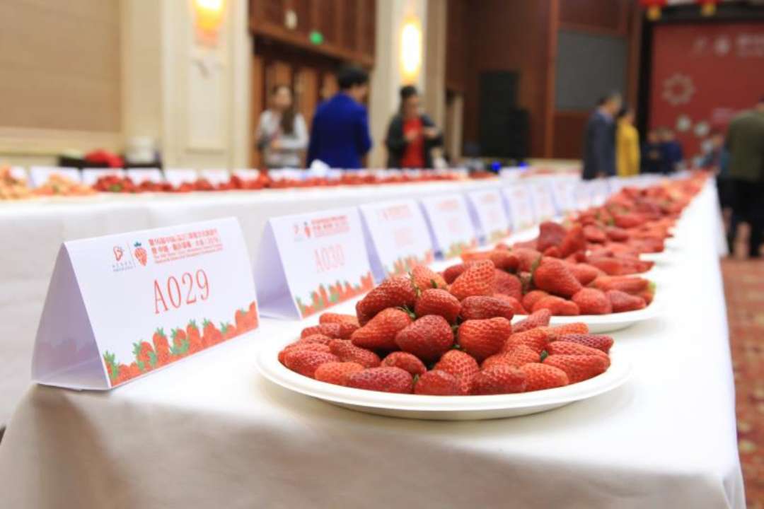 第16届中国草莓文化旅游节临沂沂南举行