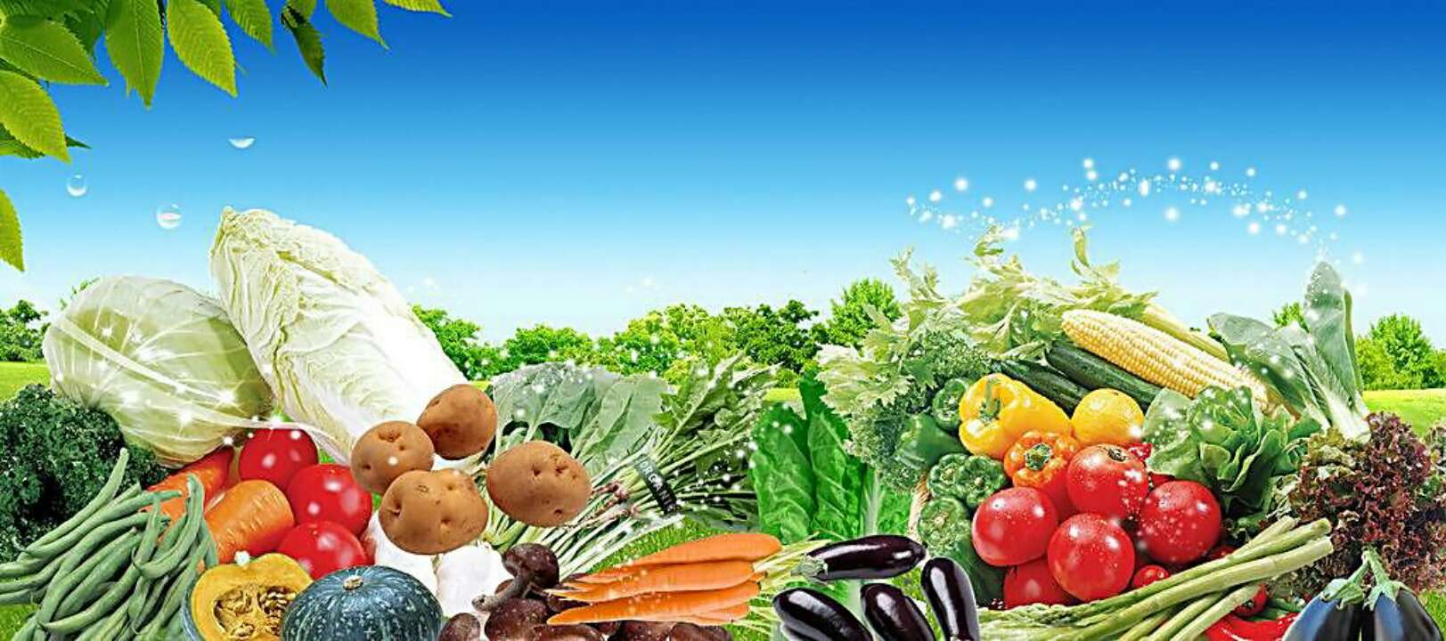 山东生活必需品价格继续走低 蔬菜批发均价3.87元/公斤