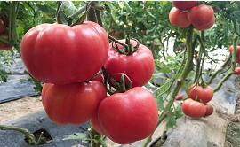 小西红柿里的大产业 费县西红柿节180多个品种PK品质