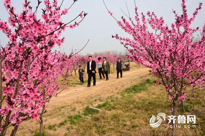 2018年3月31日，山东省茌平市民在踏青赏花。 (3)_副本.jpg