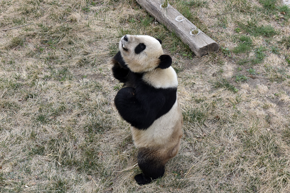 187秒｜春天里，我和熊猫有个约会：美女主持体验“钓”熊猫