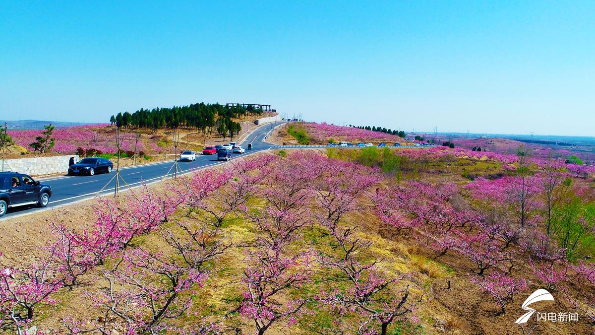 花开齐鲁|现实版“十里桃花”!安丘万亩桃林竞相绽放