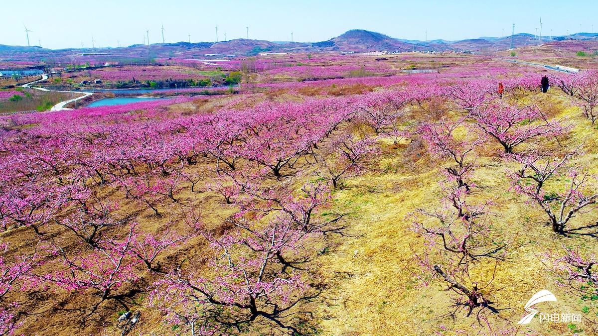 花开齐鲁|现实版"十里桃花"!安丘万亩桃林竞相绽放