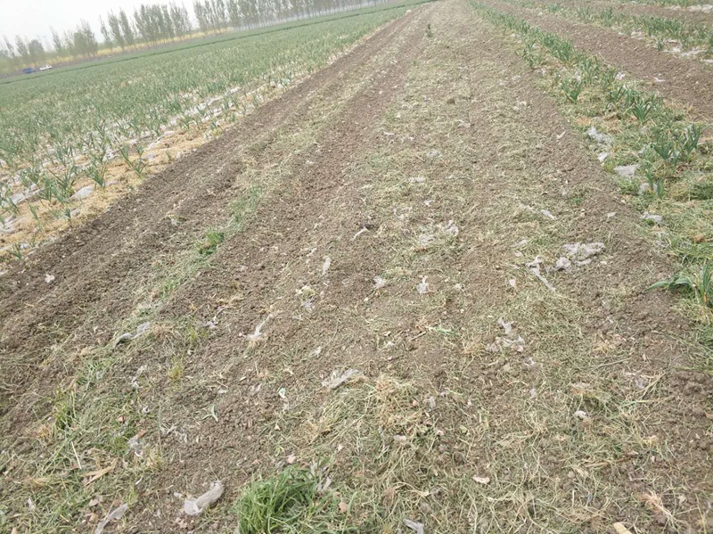 汶上：种植160亩大蒜枯萎病死 农业局称原因待查