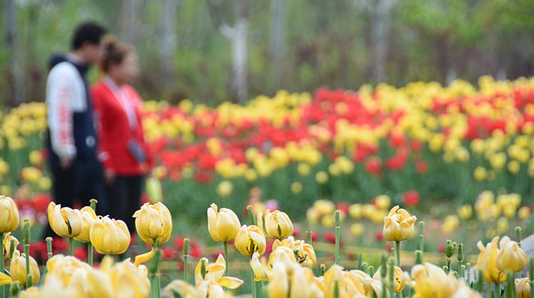 济南植物园郁金香盛开 游客在缤纷里驻足拍照