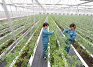 潍坊这10个园区入选市级现代农业产业园名单 助力乡村振兴