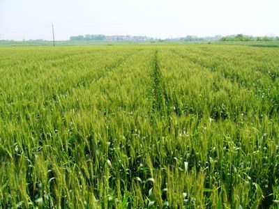 山东切实做好小麦中后期病虫害防控 确保粮食丰收