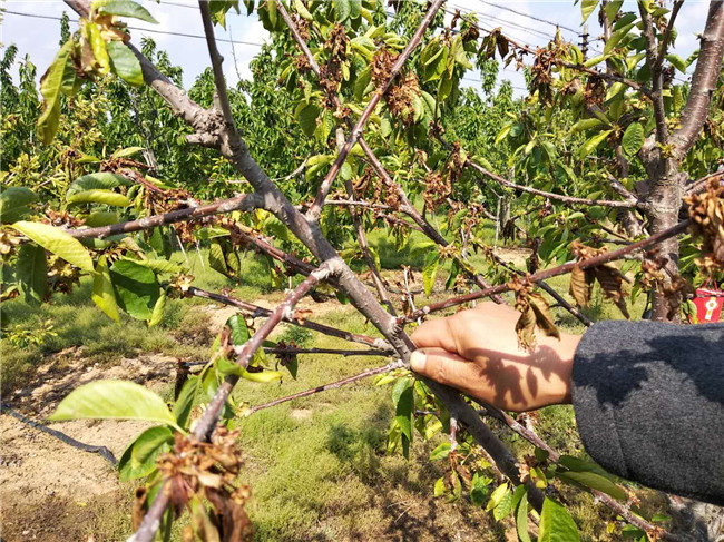 日照五莲：300多棵樱桃树突然枯萎损失30多万 果农怀疑被人打了农药目前已报警 