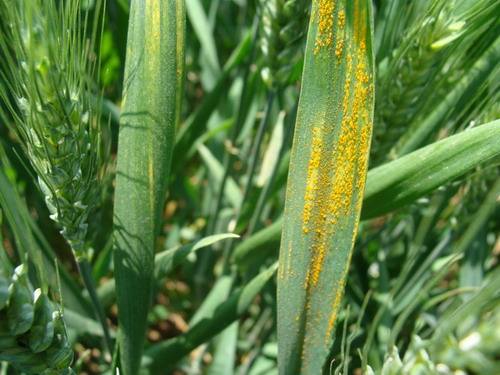 山东：小麦处于灌浆期 应加强病虫防控