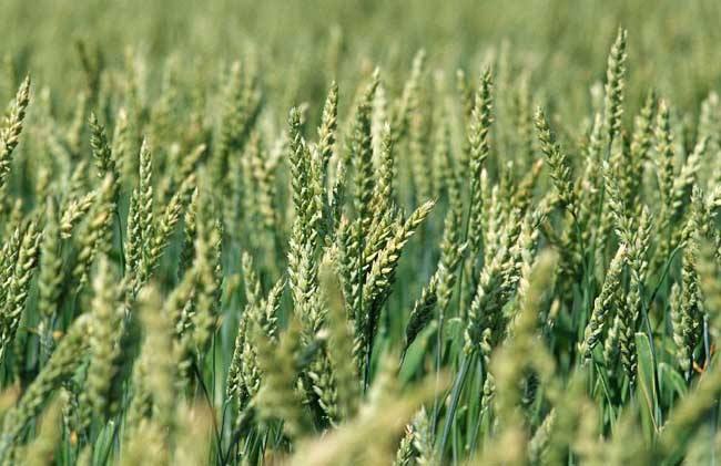 山东：小麦处于抽穗-扬花-灌浆期 墒情适宜