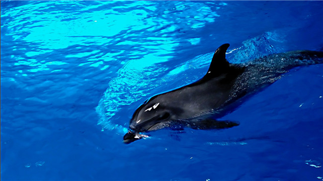 首批海豚进入日照海洋公园 7月份与市民见面