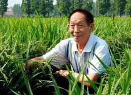 “中华拓荒人计划倡议书”发布：种植1亿亩海水稻 多养活8千万人