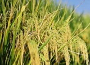 “青岛造”海水稻全国试种 