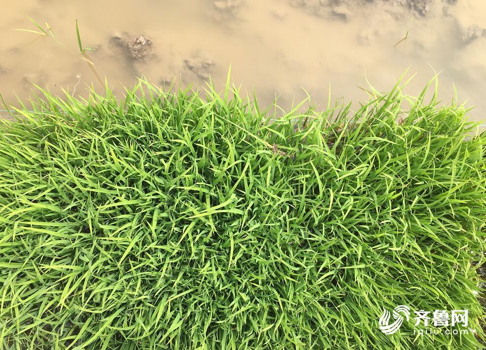 海水稻为何能种进革命老区南泥湾?要靠地下埋