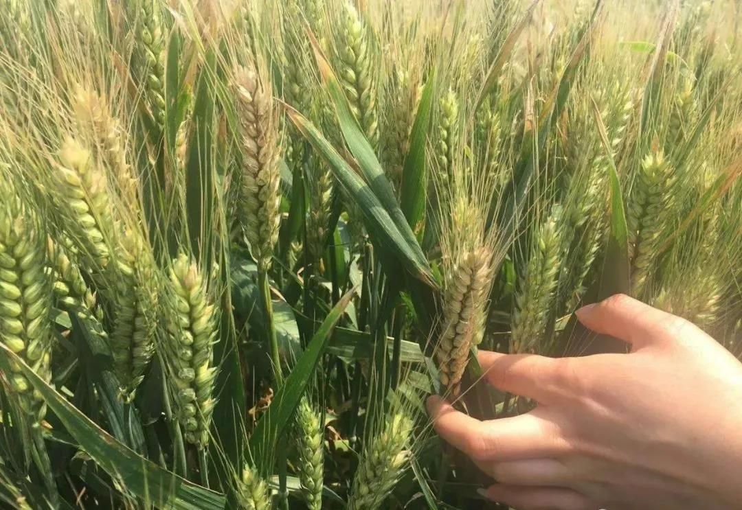 全省小麦处于灌浆成熟期 农田墒情适宜