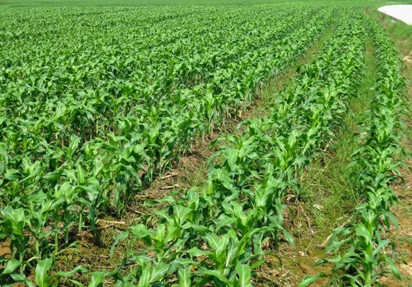  山东发布2018年夏玉米生产技术意见 优化种植结构