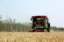 临沂罗庄区17.2万亩机械化麦收全面展开（图）