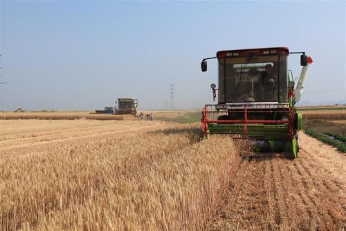 山东：小麦处于成熟收获期 适期足墒播种玉米