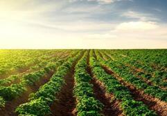 山东：开展农业生产托管服务 2017综合托管率近20%