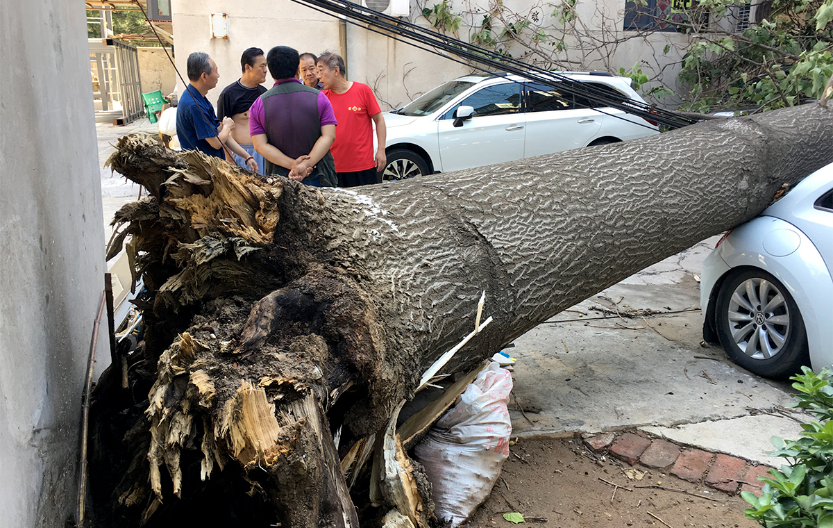 多图：济南昨夜遭遇狂风暴雨突袭 老树被刮倒五车被砸