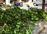罕见大风后的潍坊：部分“路边车”受损 新增垃圾超50吨