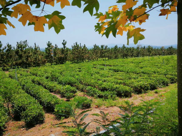 日照巨峰镇：年产4600吨茶 一二三产融合打造茶文化园