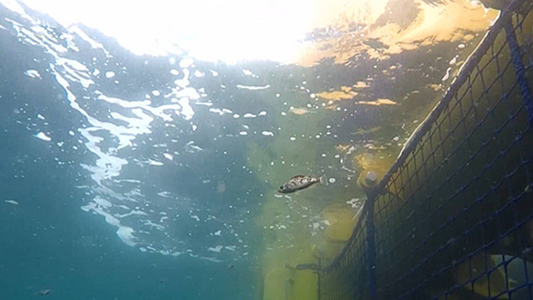 134秒 | 中国首座“深海渔场”正式启用  三文鱼集体“乔迁”