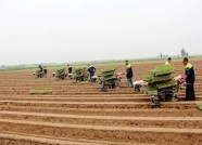 社会化服务+农机化生产 潍坊大葱种植走上“新路子”