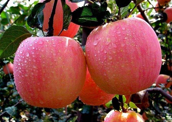 山东延长苹果种植保险责任期 最晚不超过11月30日