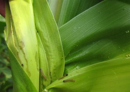 山东省玉米穗虫或将中等发生 各地要注意监测及时防治