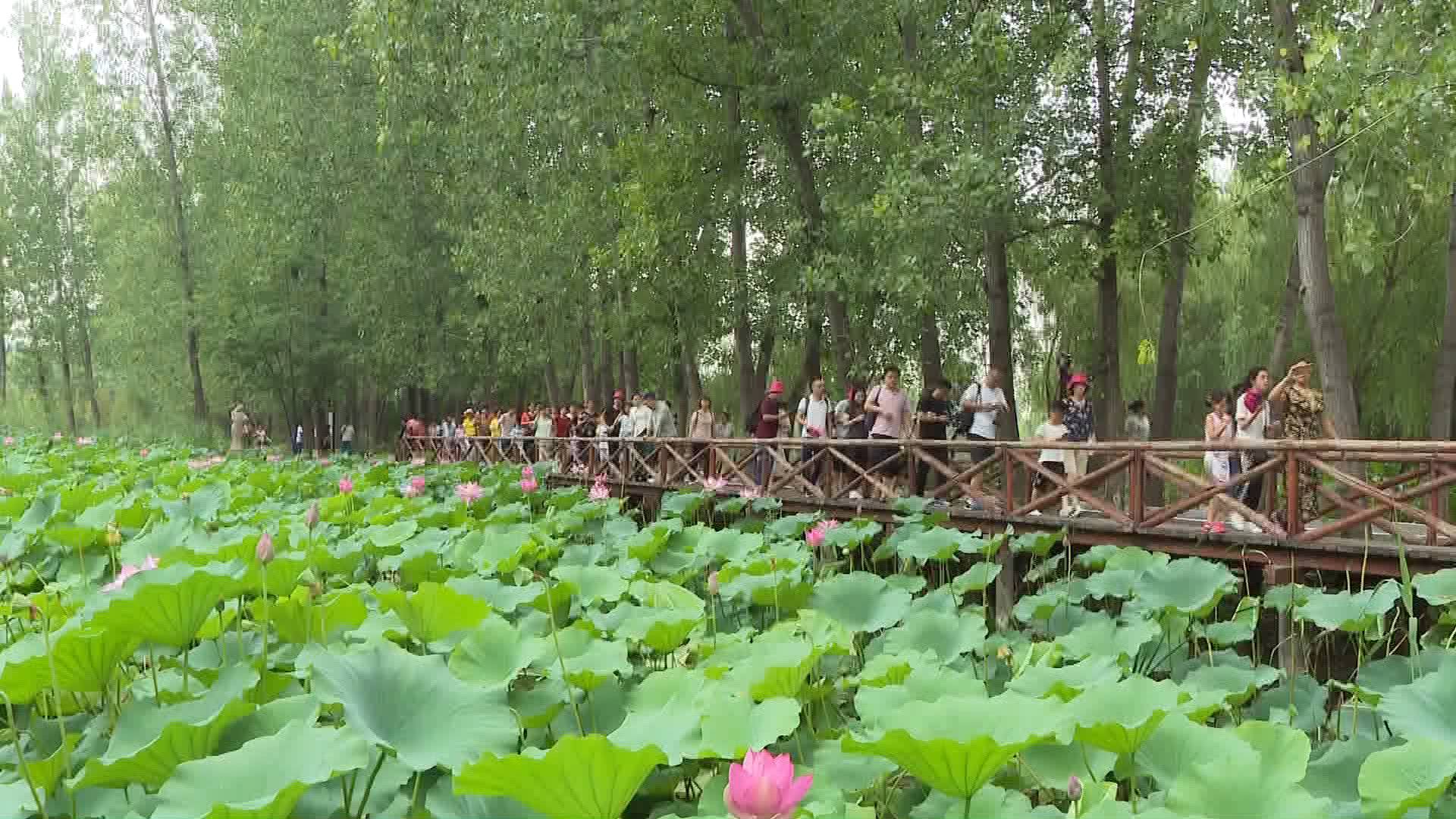 第十五届中国（滕州）微山湖湿地红荷节盛大开幕-国际在线