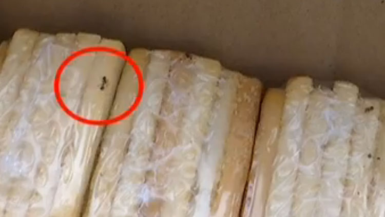 滨州一女士购买“米多奇”烤馍片 包装里惊现多只死蚂蚁