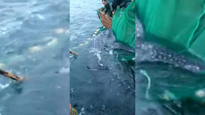 1吨重鲸鲨因风浪被困 烟台渔民合力“破网”