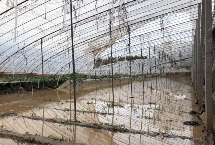 暴雨导致临淄6000个大棚受损 1.3万亩蔬菜受灾