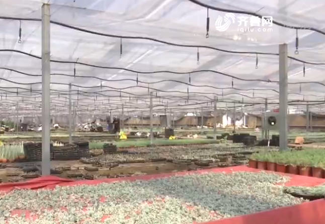 抗灾救灾在行动 | 青州花卉企业积极自救 百姓“不等不靠”恢复生活