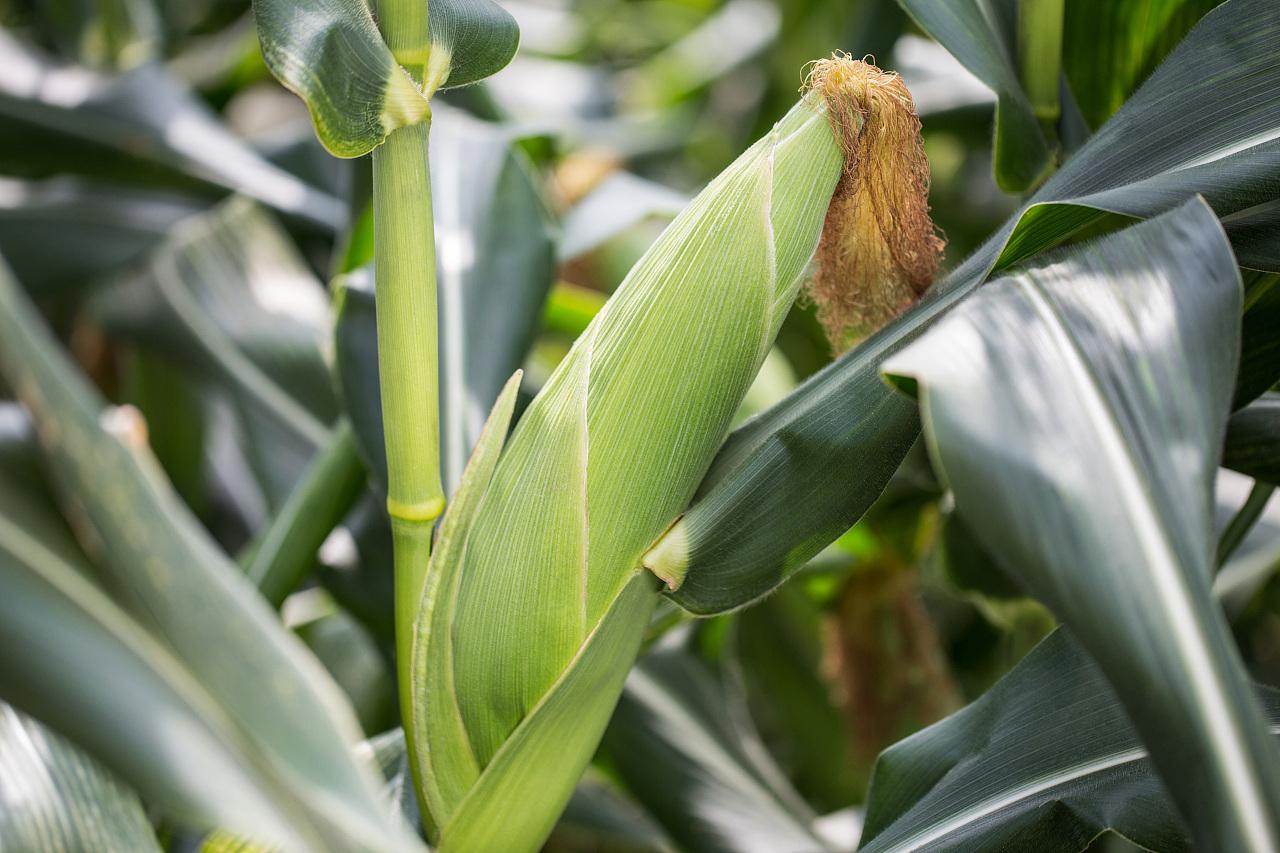 山东：专家建议及时排水补施氮肥 力争玉米稳产增收