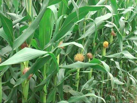 山东：玉米处于开花-灌溉期 建议做好病虫害防治