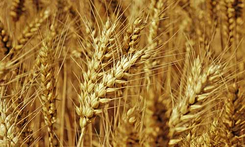 山东将选择4个小麦主产县开展完全成本保险试点