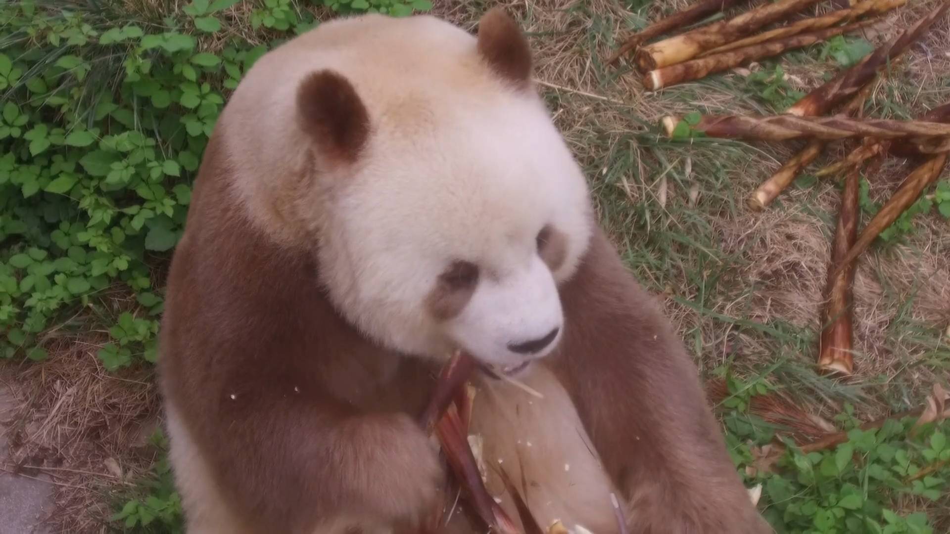 76秒丨“墨不够”的大熊猫你见过吗？秦岭亚种了解一下