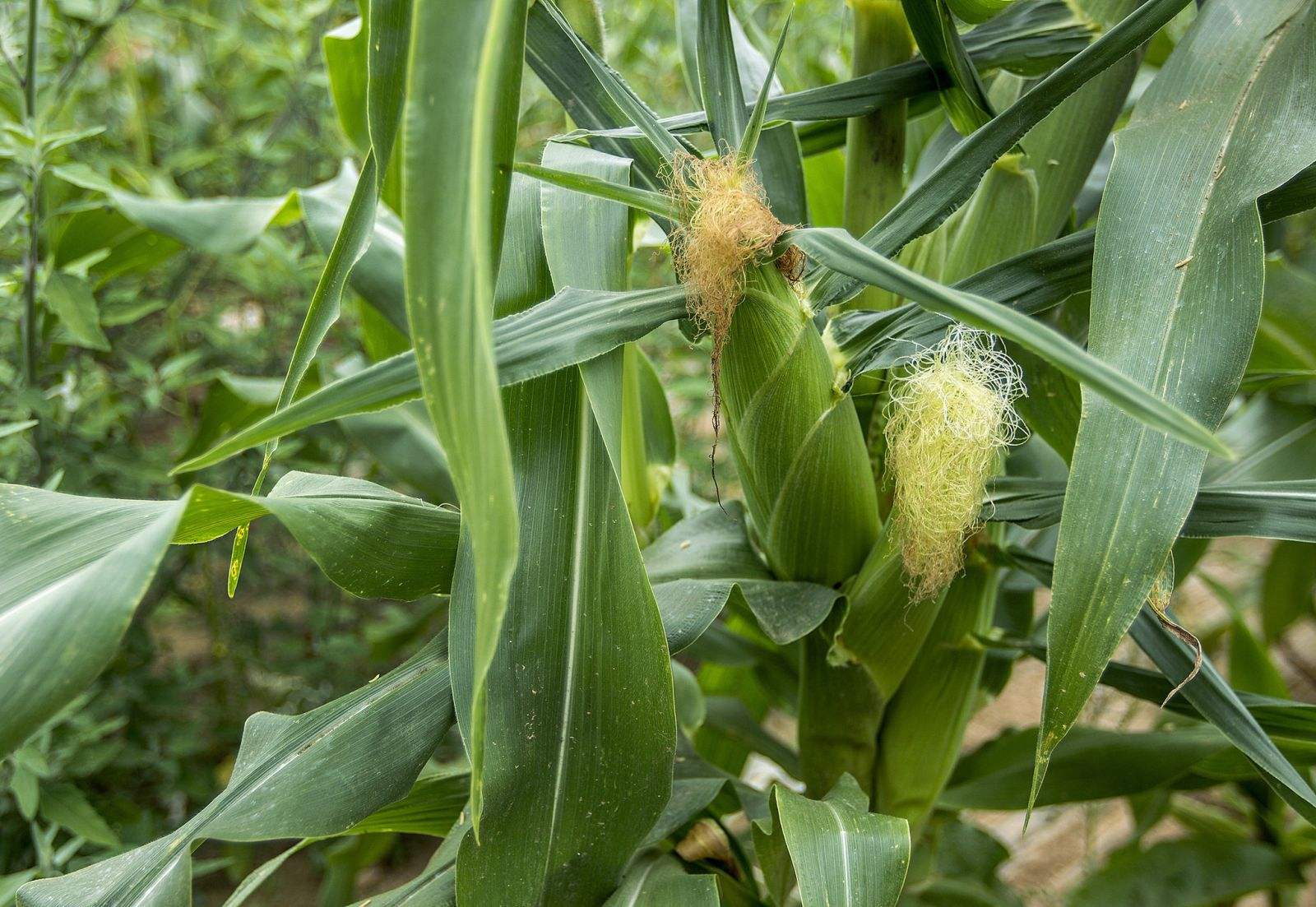 山东大部分玉米处于灌浆-成熟期 墒情适宜