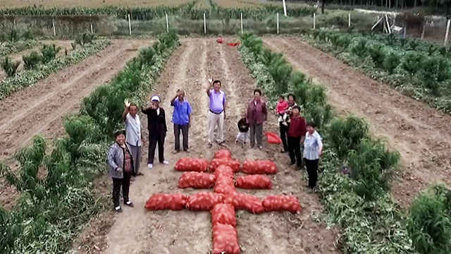 中国农民丰收节丨武城吕庄子村150亩红薯喜获丰收 村民笑开了花