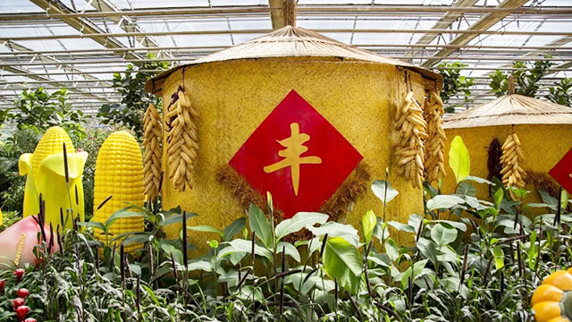 中国农民丰收节丨德州传统农业稳步增产增收 现代智慧农业绿色崛起