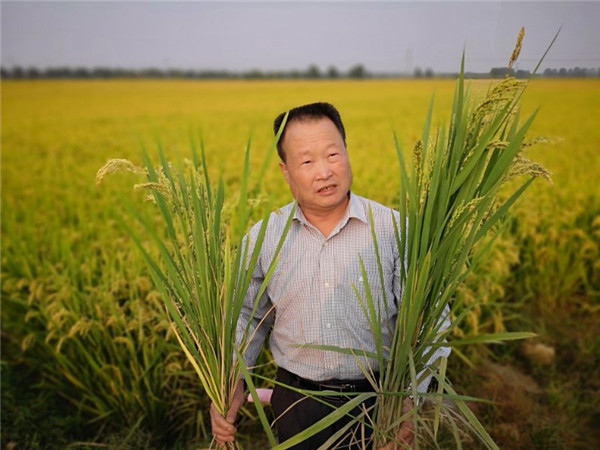 记者探访“中国稻改第一村” 看水稻如何种出“新高度”