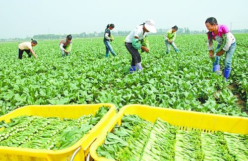 山东公示2018年度“全国百名杰出新型职业农民”资助项目推荐人选