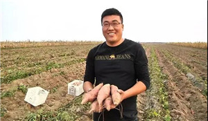 潍坊80后返乡大学生跨界种番薯 年赚700万创造奇迹